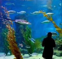 Melbourne Aquarium - Goulburn Accommodation