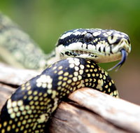 Reptile Encounters - Goulburn Accommodation