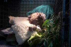 Jirrahlinga Koala & Wildlife Sanctuary - Goulburn Accommodation 3