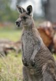 Jirrahlinga Koala & Wildlife Sanctuary - Goulburn Accommodation 4