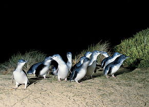 Phillip Island Penguin Parade - Goulburn Accommodation 3