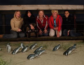 Phillip Island Penguin Parade - Goulburn Accommodation 4
