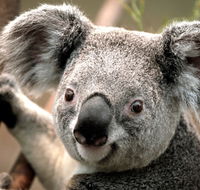 Potoroo Palace - Goulburn Accommodation