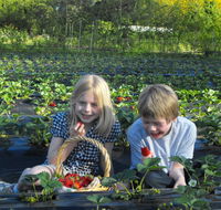 Blue Hills Berries  Cherries - Goulburn Accommodation