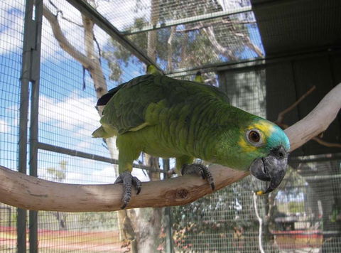 Darling Downs Zoo - Goulburn Accommodation 1