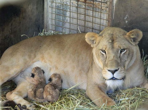 Darling Downs Zoo - Goulburn Accommodation 2