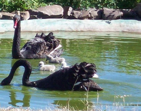 Darling Downs Zoo - Goulburn Accommodation 3