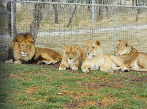 Darling Downs Zoo - Goulburn Accommodation 4