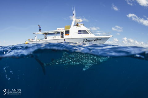 Three Islands Whale Shark Dive - Goulburn Accommodation 4