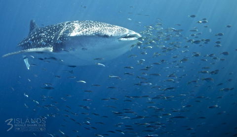 Three Islands Whale Shark Dive - Goulburn Accommodation 5