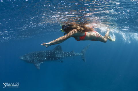 Three Islands Whale Shark Dive - Goulburn Accommodation 6