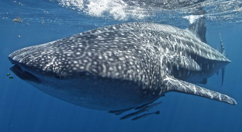 Three Islands Whale Shark Dive - Goulburn Accommodation 7