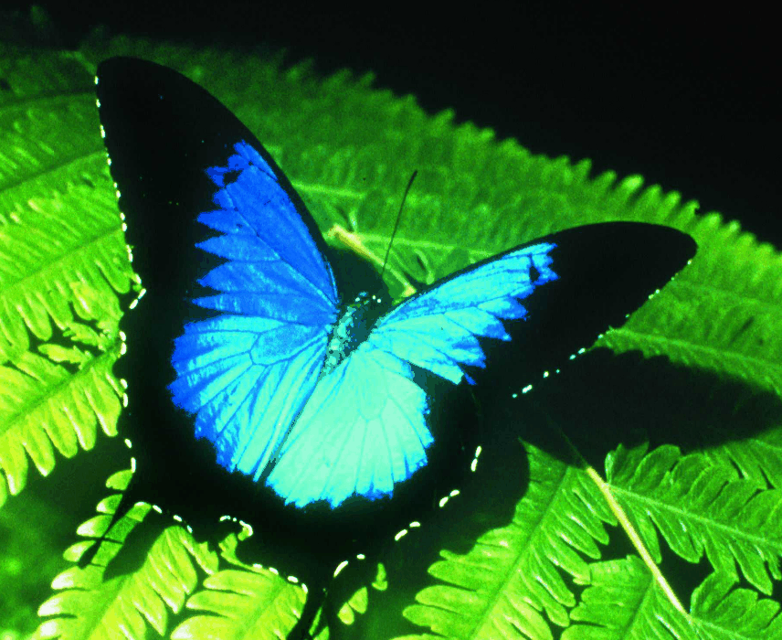 Australian Butterfly Sanctuary - Goulburn Accommodation