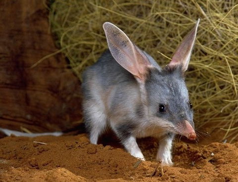David Fleay Wildlife Park - Goulburn Accommodation 2