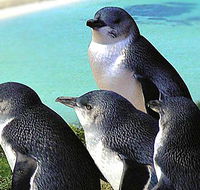 Rockingham Wild Encounters - Goulburn Accommodation