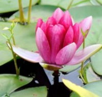 The Lotus Day Spa and Retreat - Goulburn Accommodation