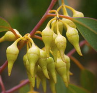 Mount Short Scenic Drive - Goulburn Accommodation
