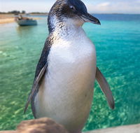 Penguin Island - Goulburn Accommodation