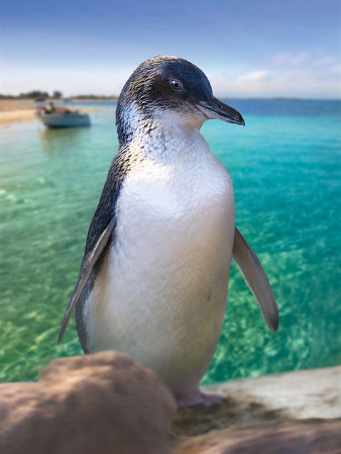 Penguin Island - Goulburn Accommodation 0