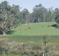 Scenic Drives - Bunbury Collie Donnybrook - Goulburn Accommodation