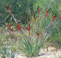 Kalbarri Wildflower Centre - Goulburn Accommodation
