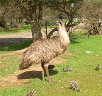Minlaton Fauna Park - Goulburn Accommodation