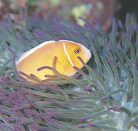 Rowley Shoals - Goulburn Accommodation