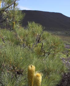 Goulburn Accommodation
