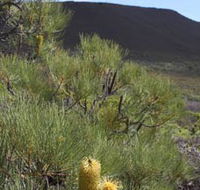 Lesueur Walk Trail Mount Lesueur - Goulburn Accommodation