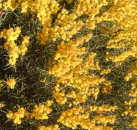 Dalwallinu Remnant Bushland - Goulburn Accommodation