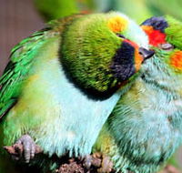 Rainbow Jungle - The Australian Parrot Breeding Centre - Goulburn Accommodation