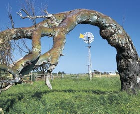 Greenough Leaning Trees - Goulburn Accommodation 0
