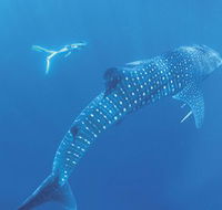 Ningaloo Marine Park - Goulburn Accommodation