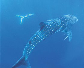 Ningaloo Marine Park - Goulburn Accommodation 0