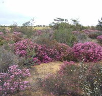 Reynoldson's Flora Reserve - Goulburn Accommodation