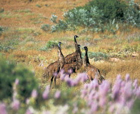 Jurabi Coastal Reserve - Goulburn Accommodation 0