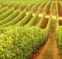 Darlington Estate Winery and Restaurant - Goulburn Accommodation