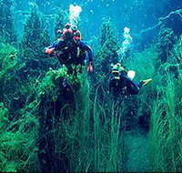 Ewens Ponds Conservation Park - Goulburn Accommodation