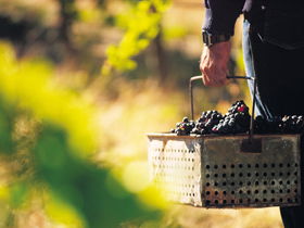 Burge Family Winemakers - Goulburn Accommodation 0