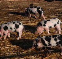 Will's Rare Breeds Farm - Goulburn Accommodation