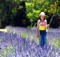 Brayfield Park Lavender Farm - Goulburn Accommodation