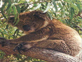 Mikkira Station - Goulburn Accommodation 0