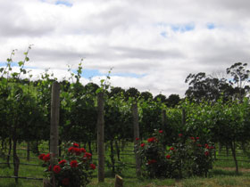 Manyara Vineyard - Goulburn Accommodation 0