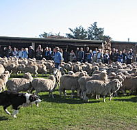 Curringa Farm - Accommodation and Farm Tours - Goulburn Accommodation