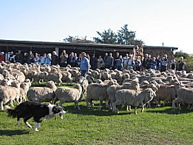 Curringa Farm - Accommodation And Farm Tours - Goulburn Accommodation 0