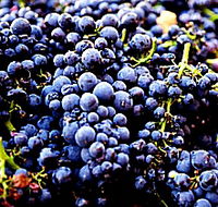 Laurel Bank Vineyard - Goulburn Accommodation