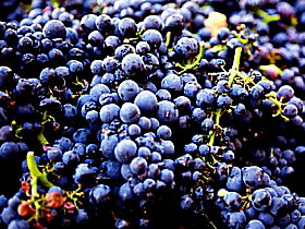 Laurel Bank Vineyard - Goulburn Accommodation 0