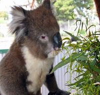 Glen-Forest Tourist Park - Goulburn Accommodation