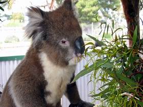 Glen-Forest Tourist Park - Goulburn Accommodation 0