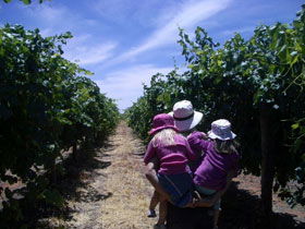 McLaren Vale Orchards - Goulburn Accommodation 0